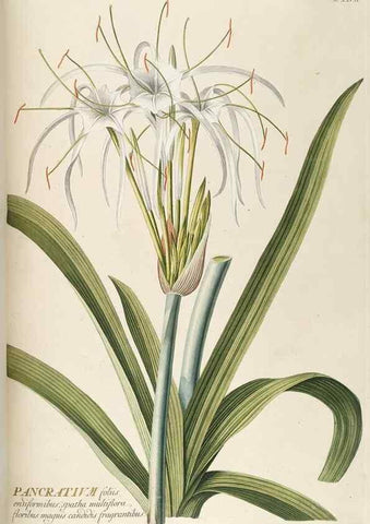 Reproducción/Reproduction 8050608288: Plantae selectae quarum imagines ad exemplaria naturalia Londini, in hortis curiosorum nutrita. [S.l. :s.n.],1750-1773.