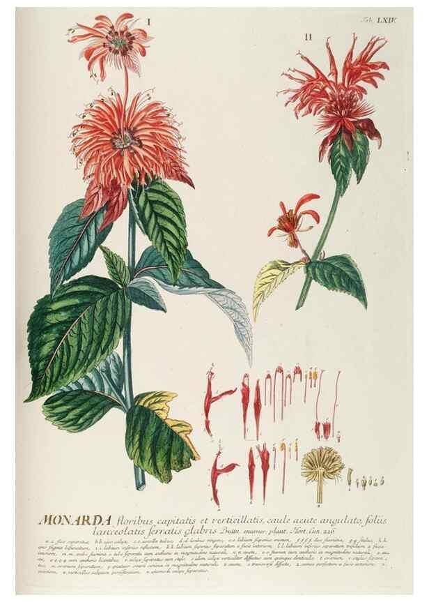 Reproducción/Reproduction 8050629433: Plantae selectae quarum imagines ad exemplaria naturalia Londini, in hortis curiosorum nutrita. [S.l. :s.n.],1750-1773.