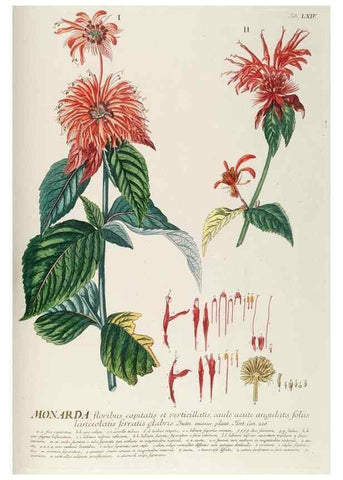 Reproducción/Reproduction 8050629433: Plantae selectae quarum imagines ad exemplaria naturalia Londini, in hortis curiosorum nutrita. [S.l. :s.n.],1750-1773.