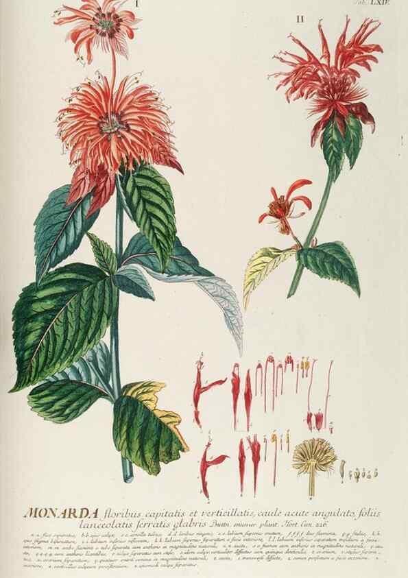 Reproducción/Reproduction 8050629433: Plantae selectae quarum imagines ad exemplaria naturalia Londini, in hortis curiosorum nutrita. [S.l. :s.n.],1750-1773.