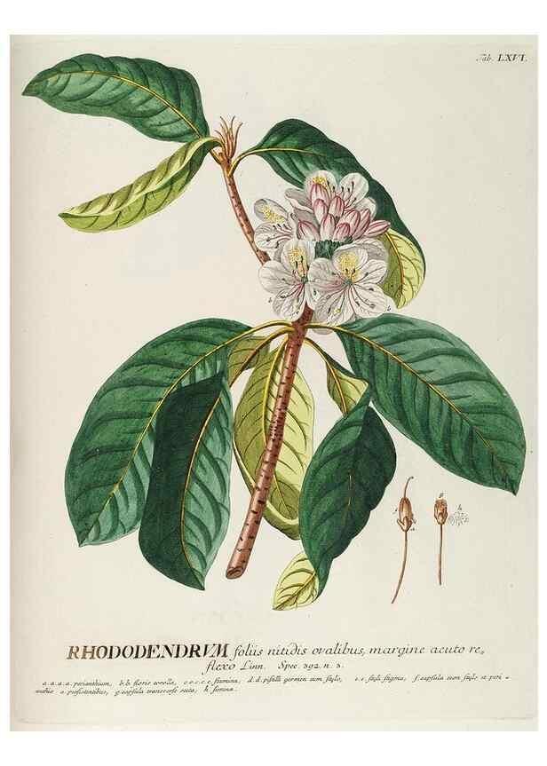 Reproducción/Reproduction 8050635600: Plantae selectae quarum imagines ad exemplaria naturalia Londini, in hortis curiosorum nutrita. [S.l. :s.n.],1750-1773.