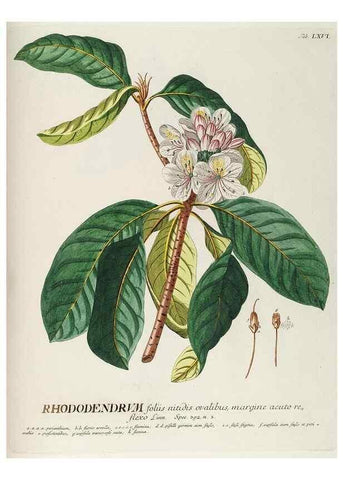 Reproducción/Reproduction 8050635600: Plantae selectae quarum imagines ad exemplaria naturalia Londini, in hortis curiosorum nutrita. [S.l. :s.n.],1750-1773.