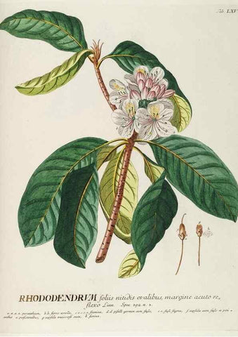 Reproducción/Reproduction 8050635600: Plantae selectae quarum imagines ad exemplaria naturalia Londini, in hortis curiosorum nutrita. [S.l. :s.n.],1750-1773.