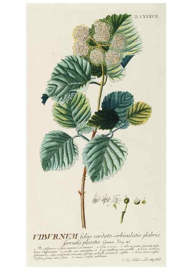 Reproducción/Reproduction 8050647167: Plantae selectae quarum imagines ad exemplaria naturalia Londini, in hortis curiosorum nutrita. [S.l. :s.n.],1750-1773.