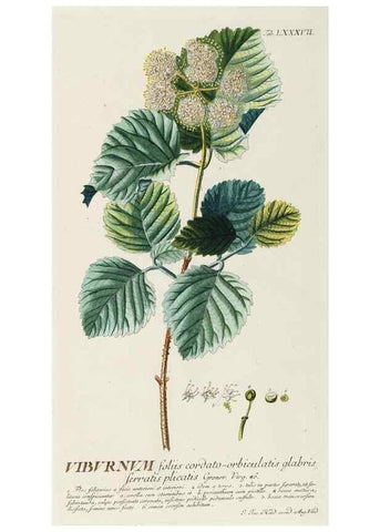 Reproducción/Reproduction 8050647167: Plantae selectae quarum imagines ad exemplaria naturalia Londini, in hortis curiosorum nutrita. [S.l. :s.n.],1750-1773.