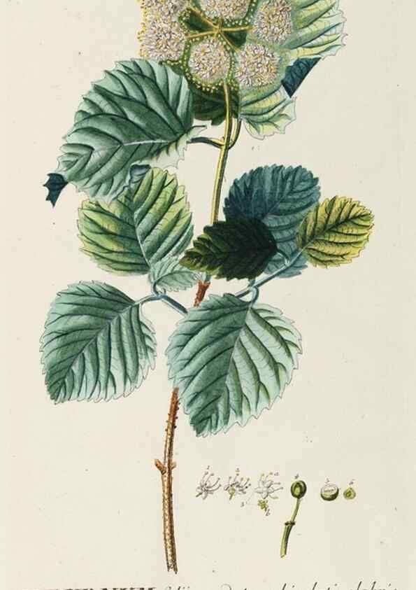 Reproducción/Reproduction 8050647167: Plantae selectae quarum imagines ad exemplaria naturalia Londini, in hortis curiosorum nutrita. [S.l. :s.n.],1750-1773.