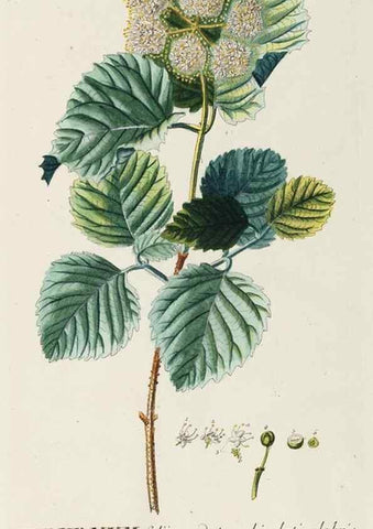 Reproducción/Reproduction 8050647167: Plantae selectae quarum imagines ad exemplaria naturalia Londini, in hortis curiosorum nutrita. [S.l. :s.n.],1750-1773.