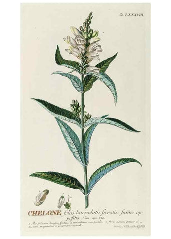 Reproducción/Reproduction 8050653264: Plantae selectae quarum imagines ad exemplaria naturalia Londini, in hortis curiosorum nutrita. [S.l. :s.n.],1750-1773.