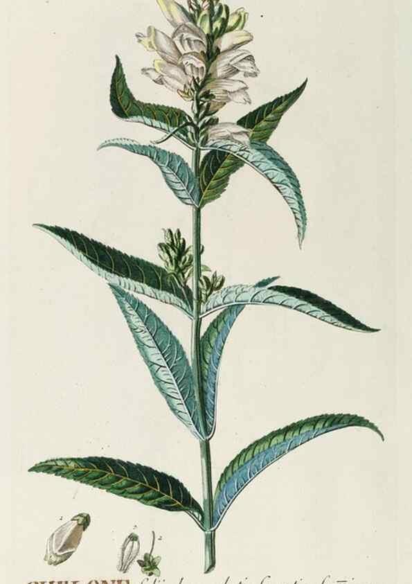 Reproducción/Reproduction 8050653264: Plantae selectae quarum imagines ad exemplaria naturalia Londini, in hortis curiosorum nutrita. [S.l. :s.n.],1750-1773.
