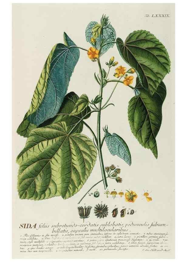 Reproducción/Reproduction 8050649127: Plantae selectae quarum imagines ad exemplaria naturalia Londini, in hortis curiosorum nutrita. [S.l. :s.n.],1750-1773.