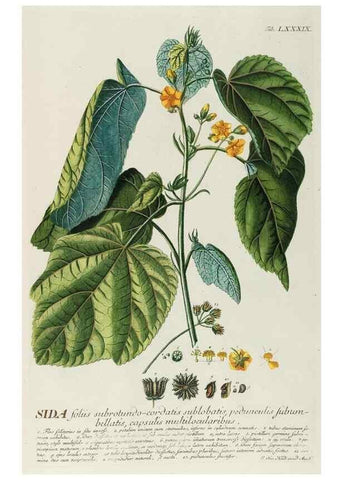 Reproducción/Reproduction 8050649127: Plantae selectae quarum imagines ad exemplaria naturalia Londini, in hortis curiosorum nutrita. [S.l. :s.n.],1750-1773.
