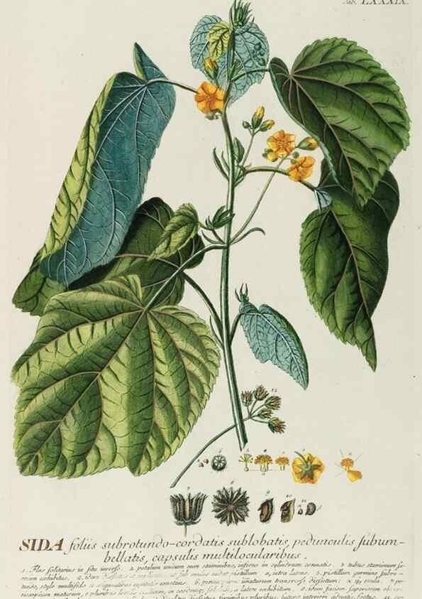 Reproducción/Reproduction 8050649127: Plantae selectae quarum imagines ad exemplaria naturalia Londini, in hortis curiosorum nutrita. [S.l. :s.n.],1750-1773.
