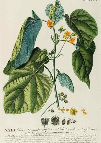 Reproducción/Reproduction 8050649127: Plantae selectae quarum imagines ad exemplaria naturalia Londini, in hortis curiosorum nutrita. [S.l. :s.n.],1750-1773.