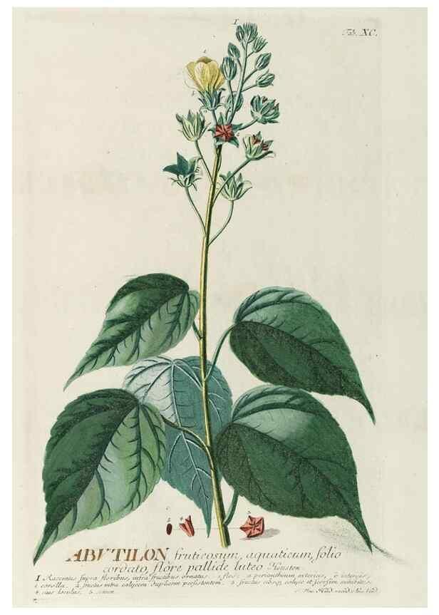 Reproducción/Reproduction 8050655882: Plantae selectae quarum imagines ad exemplaria naturalia Londini, in hortis curiosorum nutrita. [S.l. :s.n.],1750-1773.