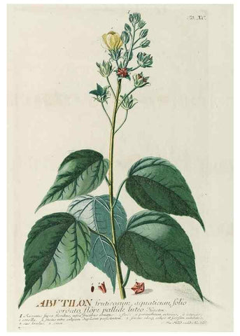 Reproducción/Reproduction 8050655882: Plantae selectae quarum imagines ad exemplaria naturalia Londini, in hortis curiosorum nutrita. [S.l. :s.n.],1750-1773.