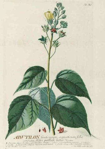 Reproducción/Reproduction 8050655882: Plantae selectae quarum imagines ad exemplaria naturalia Londini, in hortis curiosorum nutrita. [S.l. :s.n.],1750-1773.