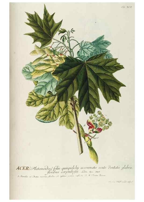Reproducción/Reproduction 8050656424: Plantae selectae quarum imagines ad exemplaria naturalia Londini, in hortis curiosorum nutrita. [S.l. :s.n.],1750-1773.