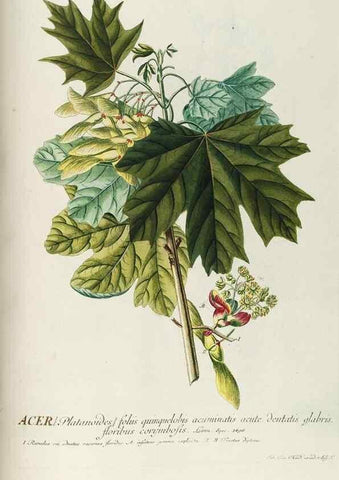 Reproducción/Reproduction 8050656424: Plantae selectae quarum imagines ad exemplaria naturalia Londini, in hortis curiosorum nutrita. [S.l. :s.n.],1750-1773.