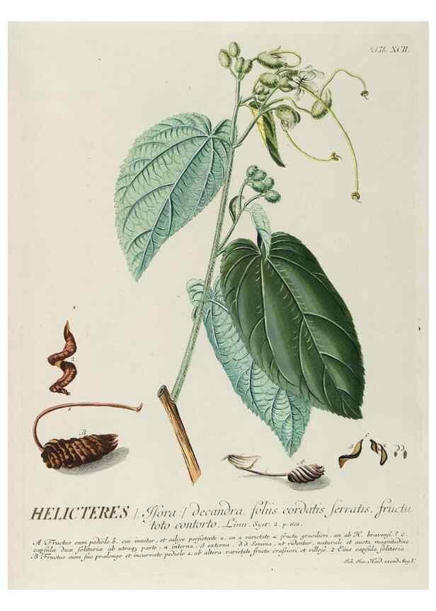 Reproducción/Reproduction 8050652379: Plantae selectae quarum imagines ad exemplaria naturalia Londini, in hortis curiosorum nutrita. [S.l. :s.n.],1750-1773.