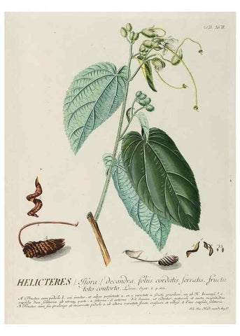 Reproducción/Reproduction 8050652379: Plantae selectae quarum imagines ad exemplaria naturalia Londini, in hortis curiosorum nutrita. [S.l. :s.n.],1750-1773.