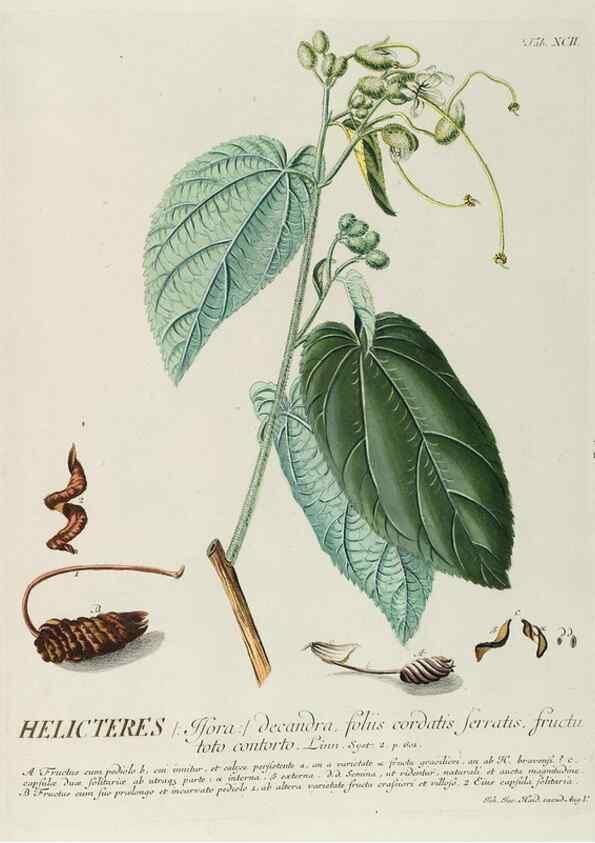 Reproducción/Reproduction 8050652379: Plantae selectae quarum imagines ad exemplaria naturalia Londini, in hortis curiosorum nutrita. [S.l. :s.n.],1750-1773.