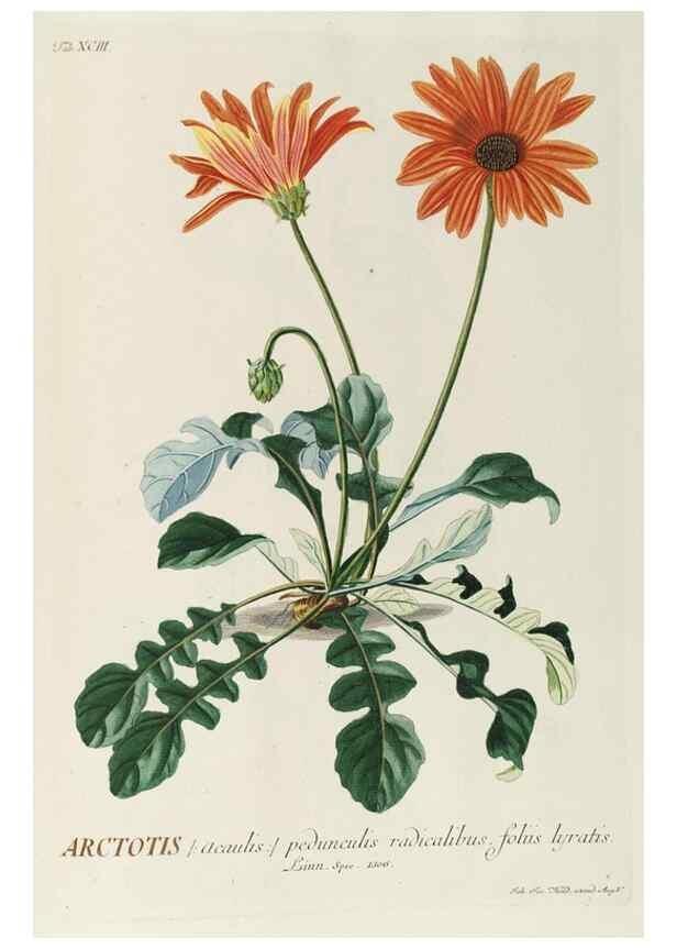 Reproducción/Reproduction 8050658282: Plantae selectae quarum imagines ad exemplaria naturalia Londini, in hortis curiosorum nutrita. [S.l. :s.n.],1750-1773.