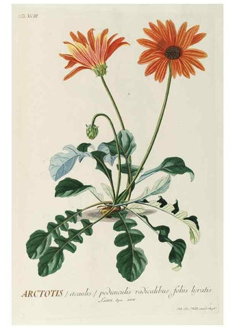 Reproducción/Reproduction 8050658282: Plantae selectae quarum imagines ad exemplaria naturalia Londini, in hortis curiosorum nutrita. [S.l. :s.n.],1750-1773.