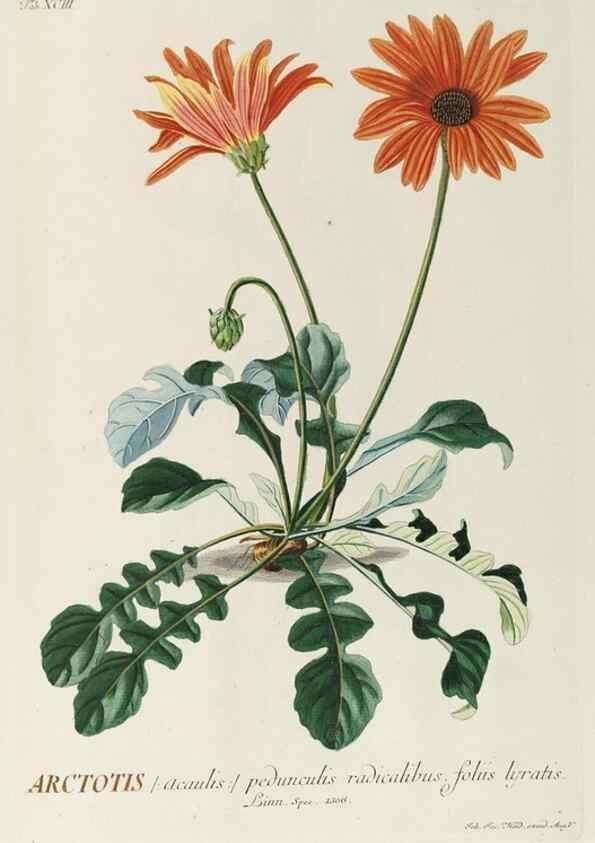 Reproducción/Reproduction 8050658282: Plantae selectae quarum imagines ad exemplaria naturalia Londini, in hortis curiosorum nutrita. [S.l. :s.n.],1750-1773.