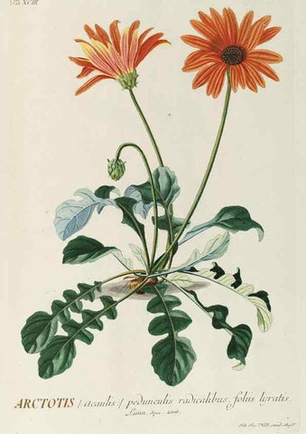Reproducción/Reproduction 8050658282: Plantae selectae quarum imagines ad exemplaria naturalia Londini, in hortis curiosorum nutrita. [S.l. :s.n.],1750-1773.
