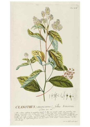 Reproducción/Reproduction 8050659282: Plantae selectae quarum imagines ad exemplaria naturalia Londini, in hortis curiosorum nutrita. [S.l. :s.n.],1750-1773.