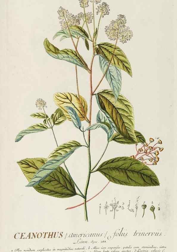 Reproducción/Reproduction 8050659282: Plantae selectae quarum imagines ad exemplaria naturalia Londini, in hortis curiosorum nutrita. [S.l. :s.n.],1750-1773.