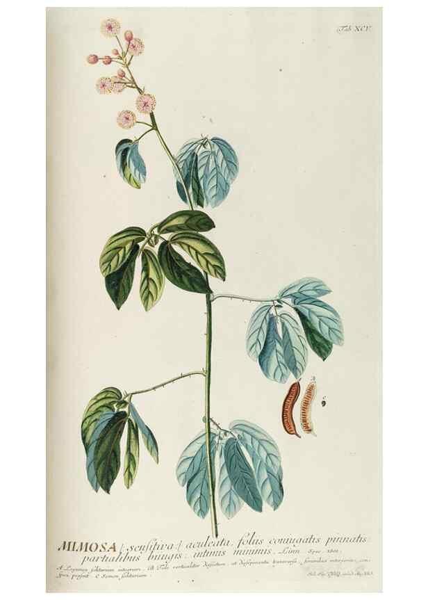 Reproducción/Reproduction 8050655235: Plantae selectae quarum imagines ad exemplaria naturalia Londini, in hortis curiosorum nutrita. [S.l. :s.n.],1750-1773.