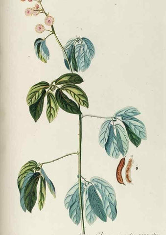 Reproducción/Reproduction 8050655235: Plantae selectae quarum imagines ad exemplaria naturalia Londini, in hortis curiosorum nutrita. [S.l. :s.n.],1750-1773.
