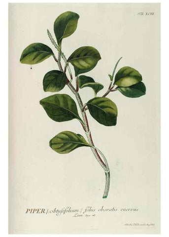 Reproducción/Reproduction 8050661396: Plantae selectae quarum imagines ad exemplaria naturalia Londini, in hortis curiosorum nutrita. [S.l. :s.n.],1750-1773.