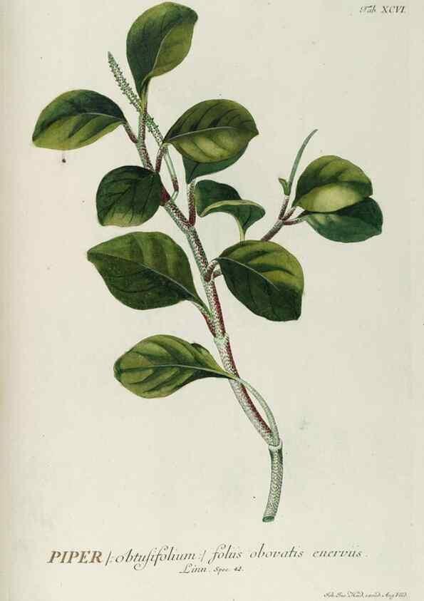 Reproducción/Reproduction 8050661396: Plantae selectae quarum imagines ad exemplaria naturalia Londini, in hortis curiosorum nutrita. [S.l. :s.n.],1750-1773.