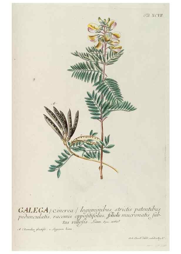 Reproducción/Reproduction 8050656923: Plantae selectae quarum imagines ad exemplaria naturalia Londini, in hortis curiosorum nutrita. [S.l. :s.n.],1750-1773.