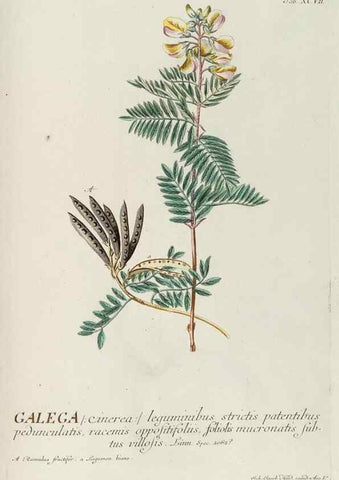 Reproducción/Reproduction 8050656923: Plantae selectae quarum imagines ad exemplaria naturalia Londini, in hortis curiosorum nutrita. [S.l. :s.n.],1750-1773.