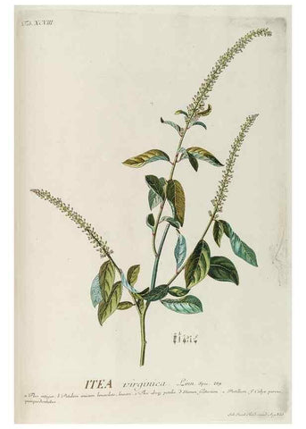 Reproducción/Reproduction 8050662828: Plantae selectae quarum imagines ad exemplaria naturalia Londini, in hortis curiosorum nutrita. [S.l. :s.n.],1750-1773.