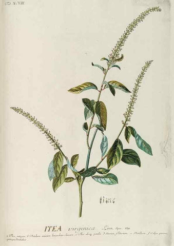 Reproducción/Reproduction 8050662828: Plantae selectae quarum imagines ad exemplaria naturalia Londini, in hortis curiosorum nutrita. [S.l. :s.n.],1750-1773.