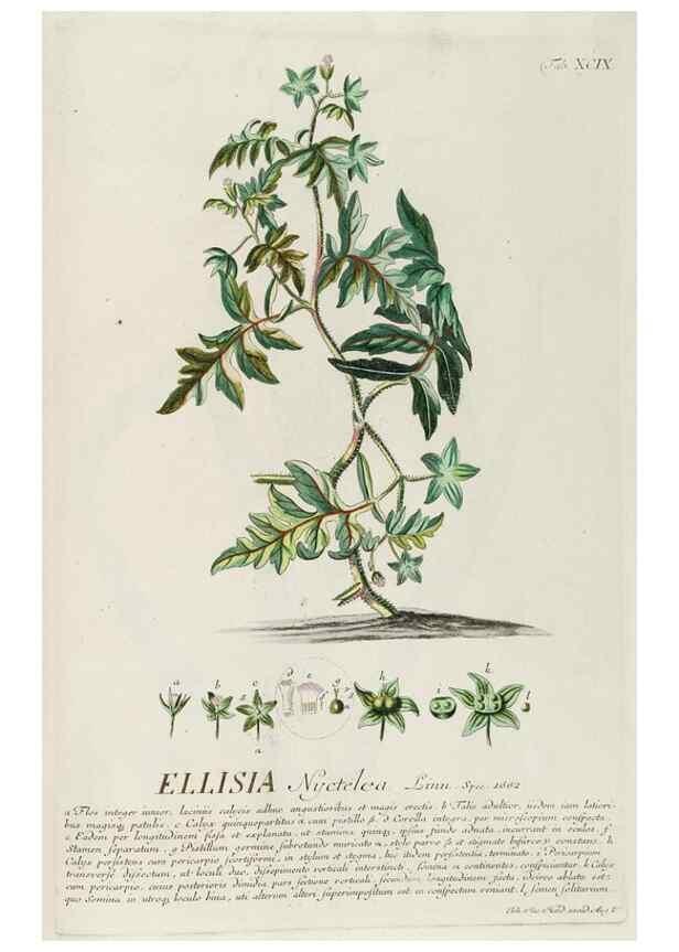 Reproducción/Reproduction 8050663590: Plantae selectae quarum imagines ad exemplaria naturalia Londini, in hortis curiosorum nutrita. [S.l. :s.n.],1750-1773.