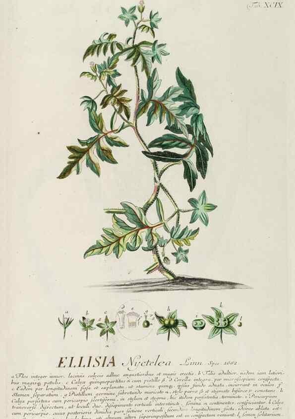 Reproducción/Reproduction 8050663590: Plantae selectae quarum imagines ad exemplaria naturalia Londini, in hortis curiosorum nutrita. [S.l. :s.n.],1750-1773.