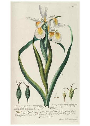 Reproducción/Reproduction 8050659123: Plantae selectae quarum imagines ad exemplaria naturalia Londini, in hortis curiosorum nutrita. [S.l. :s.n.],1750-1773.