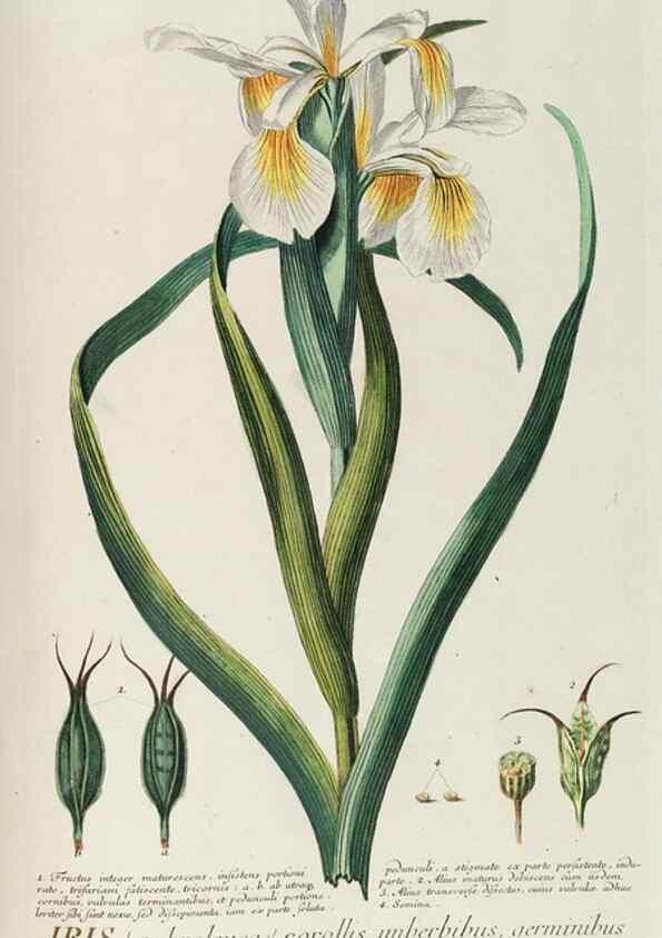 Reproducción/Reproduction 8050659123: Plantae selectae quarum imagines ad exemplaria naturalia Londini, in hortis curiosorum nutrita. [S.l. :s.n.],1750-1773.