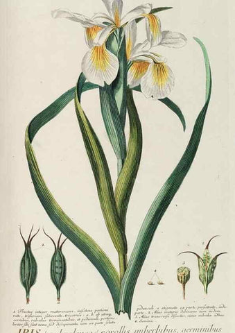 Reproducción/Reproduction 8050659123: Plantae selectae quarum imagines ad exemplaria naturalia Londini, in hortis curiosorum nutrita. [S.l. :s.n.],1750-1773.