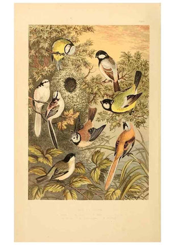 Reproducción/Reproduction 8053826555: The smaller British birds :. London :Gibbins,1894.
