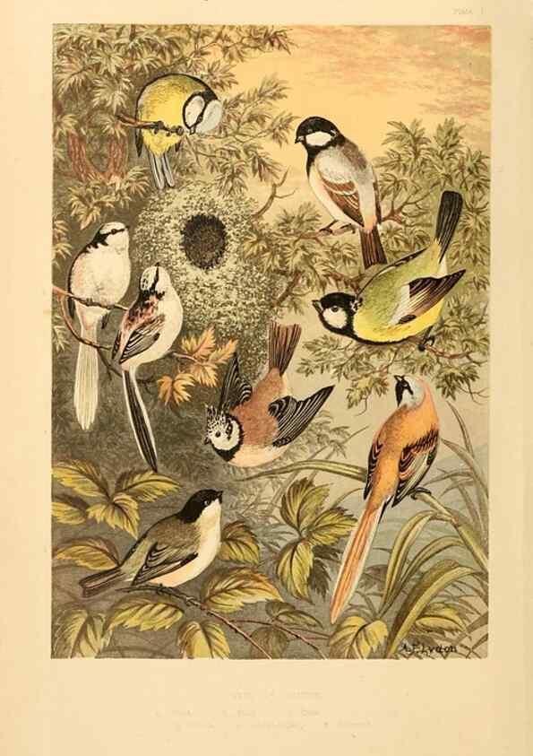 Reproducción/Reproduction 8053826555: The smaller British birds :. London :Gibbins,1894.