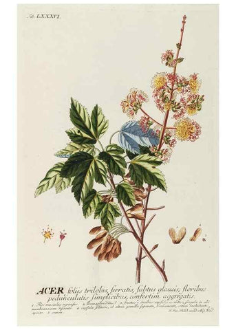 Reproducción/Reproduction 8050646361: Plantae selectae quarum imagines ad exemplaria naturalia Londini, in hortis curiosorum nutrita. [S.l. :s.n.],1750-1773.