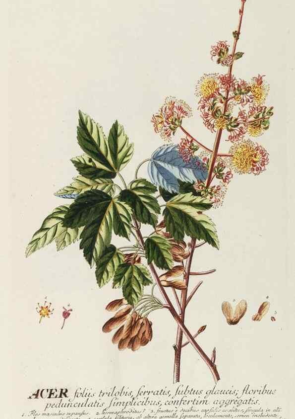 Reproducción/Reproduction 8050646361: Plantae selectae quarum imagines ad exemplaria naturalia Londini, in hortis curiosorum nutrita. [S.l. :s.n.],1750-1773.