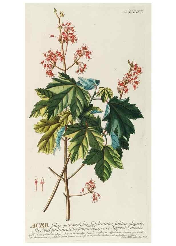 Reproducción/Reproduction 8050645575: Plantae selectae quarum imagines ad exemplaria naturalia Londini, in hortis curiosorum nutrita. [S.l. :s.n.],1750-1773.