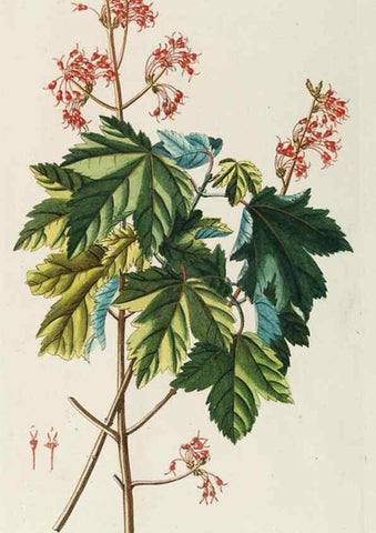 Reproducción/Reproduction 8050645575: Plantae selectae quarum imagines ad exemplaria naturalia Londini, in hortis curiosorum nutrita. [S.l. :s.n.],1750-1773.